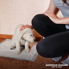 He may also be too young to be able to hold it for too long of a time. Housetraining Puppies Dogs American Humane American Humane