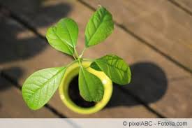 If you ever feel alone. Avocadokern Einpflanzen So Zuchten Sie Avocado Pflanzen Gartenlexikon De