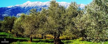 Sakellaropoulos Olive Oil Olives Awarded Organic Quality Greek Liquid Gold Authentic Extra Virgin Olive Oil