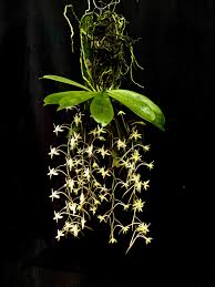 Image result for Aerangis collum-cygni