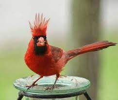 Friday Fun Photo Northern Cardinal Birds And Blooms Cardinal Birds Beautiful Birds Bird