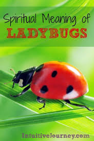 Black And Red Ladybug Meaning Spiritual Meaning Of Ladybugs Spiritual Meaning Ladybug Meaning Ladybug