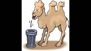 How long you can live without water. How Camel Survive Without Water Youtube