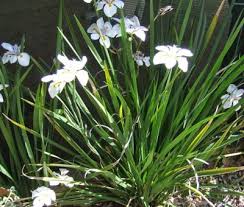 'blue bees' is a belladonna producing clear blue flowers with white centers. Perfect Plants White African Iris 1 Gal Tsc0003 At Tractor Supply Co