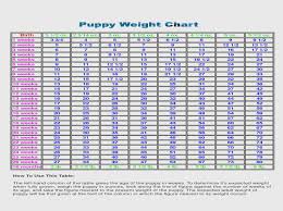 12 interpretive pitbull growth chart