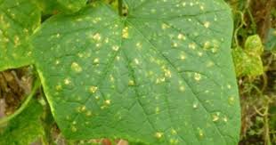 посадка цветов на рассаду в марте по лунному календарю Kogda Pikirovat Pomidory Posle Vshodov Pikirovka Rassady V Marte Po Lunnomu Kalendaryu Optimalnye Sroki Pravila Foto Video Plant Leaves Garden Plants