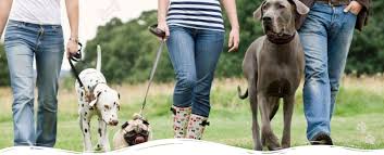 Find the best pet supplies, food, drinks, and groceries near you. Holistic Pet Food And Supplies In Traverse City Mi Pets Naturally
