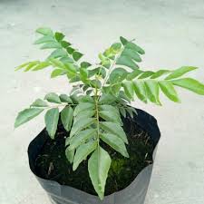 Kalau sudah agak dekat dengan tanaman daun kari ini, bisa jadi ingin segera menanamnya. Pokok Kari Herba Lazada