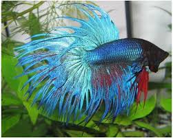 Temperature De L Eau Pour Poisson Combattant