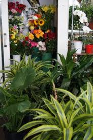 Maybe you would like to learn more about one of these? Flowerland 929 Allerton Ave Bronx Ny Florists Mapquest