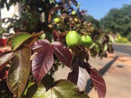 Image result for Jatropha gossypiifolia