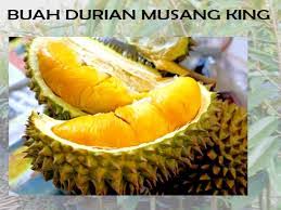 Combat durian is a reputable durian dealer in singapore, where you'll find amazing musang king durians. Durian Musang King Steemit