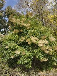 Image result for Nuxia congesta