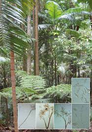 Image result for Marquesia acuminata