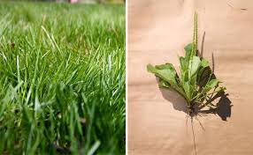We did not find results for: Lawn Maintenance Guide How To Revive Your Lawn