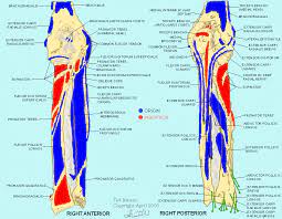 Muscle Bone Attachments Muscle Body Map Massage Therapy