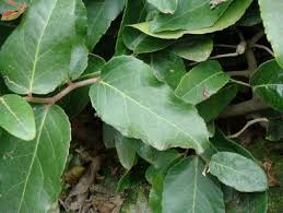 Image result for Mystroxylon