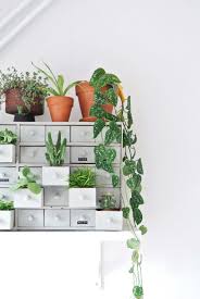 Miniplantjes Planten Kamerplanten Ideeen Kamerplanten
