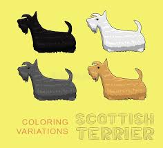 Ausmalbilder hund, bild der scottish terrier source. Dog Scottish Stock Illustrations 2 269 Dog Scottish Stock Illustrations Vectors Clipart Dreamstime