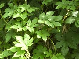 Image result for Cannabaceae