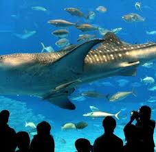 Learn about okinawa's marine life at ocean expo park, on the northern part of the island. Inselvergleich Okinawa Das Mallorca Der Japaner Welt