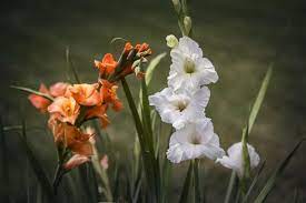 The best time for planting gladiolus corms is when you are past the threat of frost and the soil is warm enough for germination (around 55°f). How To Transplant A Gladiolus In 7 Simple Steps Gardenerdy