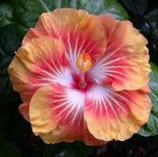 Maybe you would like to learn more about one of these? Hibiscus Tahitian Rising Sun Hibiscus Plant Beautiful Flowers Amazing Flowers