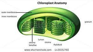 Main structures and summary of photosynthesis. Chloroplasts Are The Organelles Where Photosynthetic Organisms Use Photosynthesis Cells Project Biology Plants Organelles
