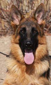 How to find a reputable dog breeder. Phoenix Trained Black And Red German Shepherd For Sale Zauberberg