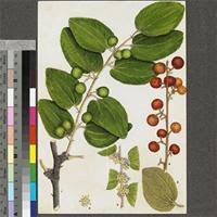 Image result for Ziziphus abyssinica