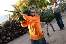 This lot had the biggest trees. Christmas Tree Where To Buy In Fresno Area Farms Lots The Fresno Bee