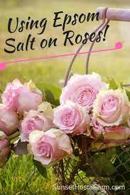Epsom Salt For Roses And Bloomers Epsom Salt For Roses Rose Garden Landscape Planting Roses