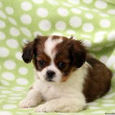 My beautiful kc registered japanese chin akeira has had a stunning litter of puppies. Cava Chin Puppies For Sale Greenfield Puppies