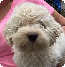 Click see rates to see rates for your dates. Orlando Fl Bichon Frise Meet Clyde A Pet For Adoption