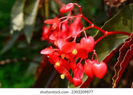 Image result for Psychotria palustris