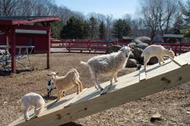 We watch secrets of the zoo on nat geo wild all day! Animal Farm Silvermans Farm