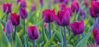 Remove from the preserver when the petals are supple and there is no. Ornamental Flowers Humic Acids Humintech