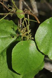 Image result for Cissampelos torulosa