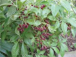 Image result for Psychotria sp. C