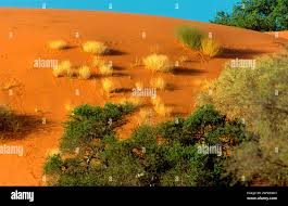 Image result for Nolletia arenosa