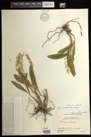 Image result for Liparis deistelii