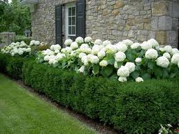 I Love This Makes The Hydrangeas Look A Little More Structured Farmhouse Landscaping Front Yard Landscaping Front Yard Garden