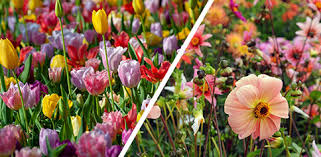 Choose from a vast array of vivid colours and types, including pompon, windmill, single flowered. What Is The Difference Between Spring And Summer Flowering Bulbs Qfb Gardening