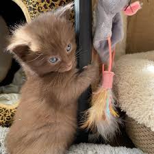 Could not love any more becuase cuteness levels are at max (pun intended.) white cat: Cat Has Four Kittens With Rare Brown Coat And Kind Family To Help Them Thrive Love Meow