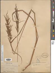 Image result for Digitaria diagonalis