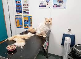 By florence (pleasant valley, ny usa). Clockhouse Vets Someone S Had A Hair Cut Long Haired Cats Are Prone To Getting Matted Fur Which Over Time Can Become Painful As The Fur Starts To Knot Together