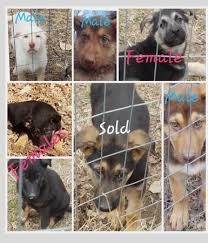 Dex and ivy aritar bastet birth date: German Shepherd Puppies Akc Scottsville Ky General Items Evansville In Shoppok