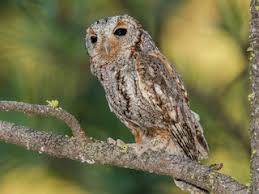 Image result for Syncolostemon sp. nov. aff. teucriifolius