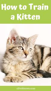 How To Train A Kitten Oliveknows Training A Kitten Sick Cat Cats