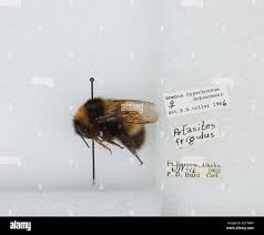 Image result for Bombus hyperboreus